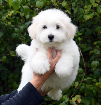Les chiots de Coton de Tulear