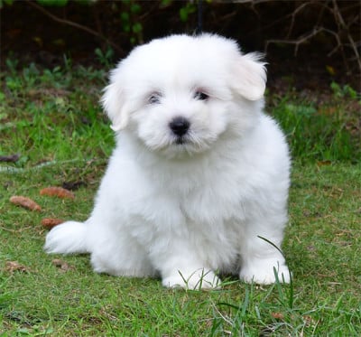 Coton de Tulear