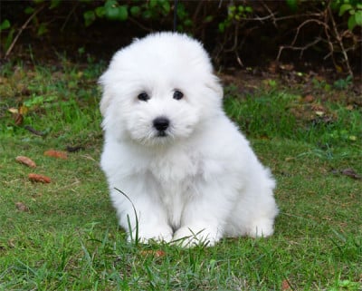 Les chiots de Coton de Tulear