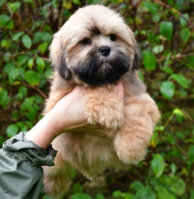 Les chiots de Lhassa Apso