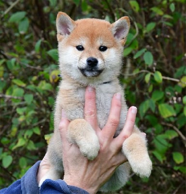Les chiots de Shiba