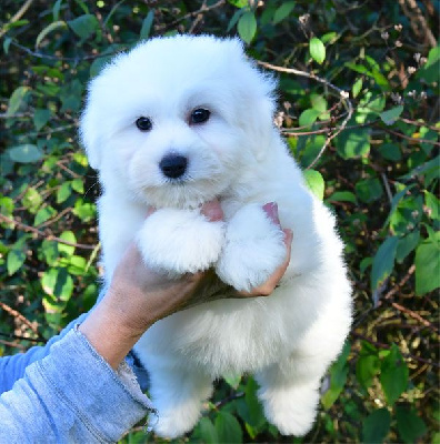 Les chiots de Coton de Tulear