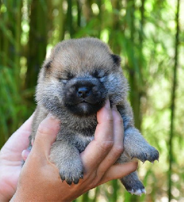 Shiba