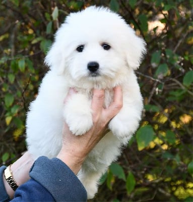 Les chiots de Coton de Tulear