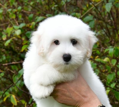 Les chiots de Coton de Tulear