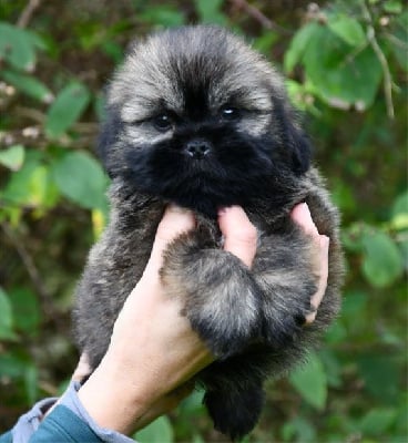 Les chiots de Lhassa Apso