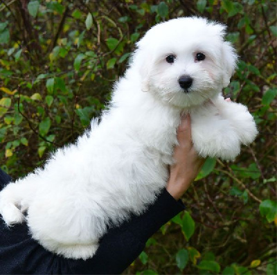 Les chiots de Coton de Tulear