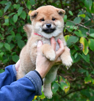 Les chiots de Shiba