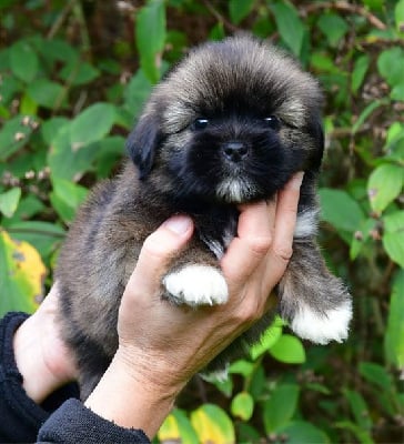 Les chiots de Lhassa Apso
