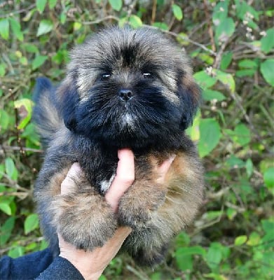 Les chiots de Lhassa Apso