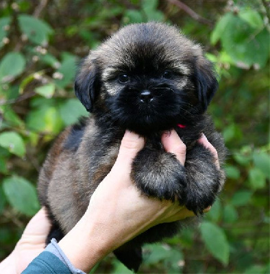 Les chiots de Lhassa Apso