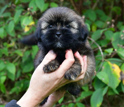 Les chiots de Lhassa Apso
