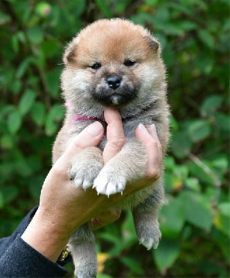 Les chiots de Shiba