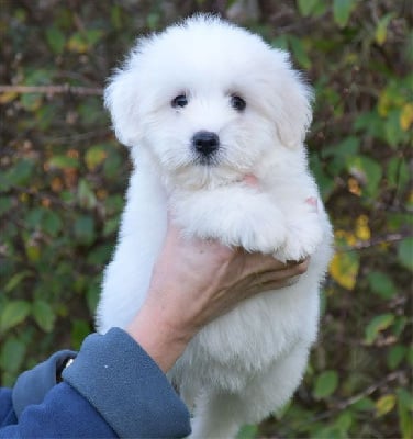 Les chiots de Coton de Tulear