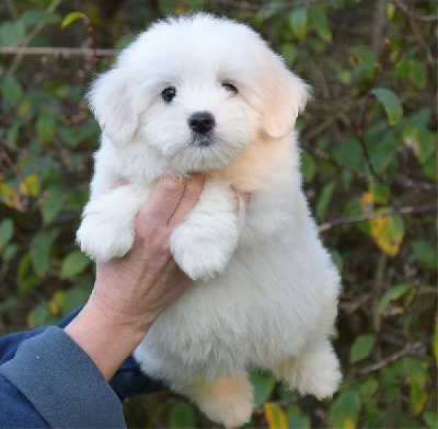 Les chiots de Coton de Tulear