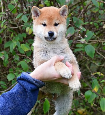 Les chiots de Shiba