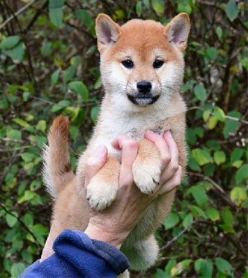 Les chiots de Shiba