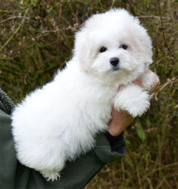 Coton de Tulear - de dame nature