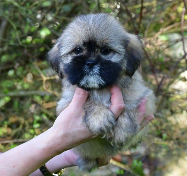 Lhassa Apso - de dame nature