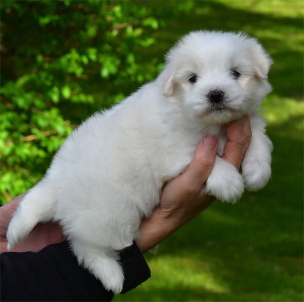 Coton de Tulear - de dame nature