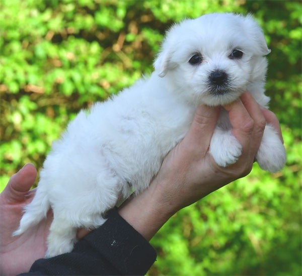 Coton de Tulear - de dame nature