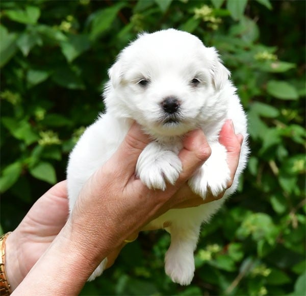 Coton de Tulear - de dame nature