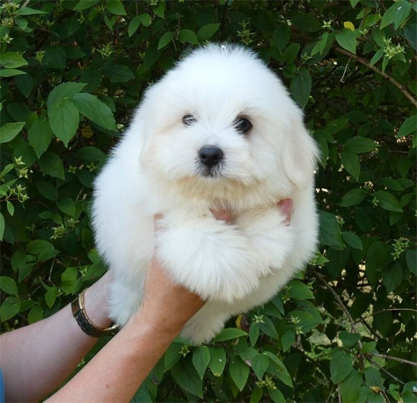 Coton de Tulear - de dame nature