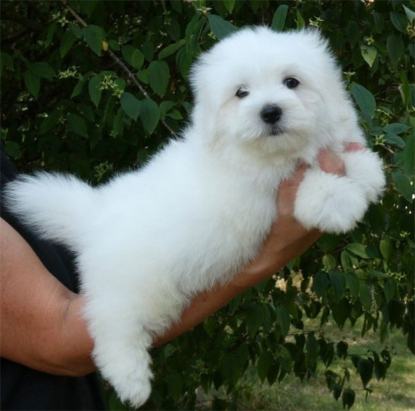 Coton de Tulear - de dame nature