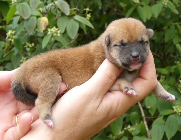 Shiba - de dame nature