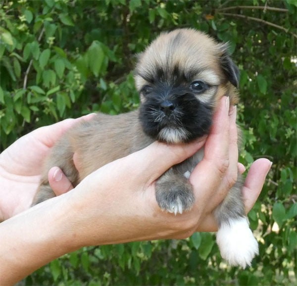 Lhassa Apso - de dame nature