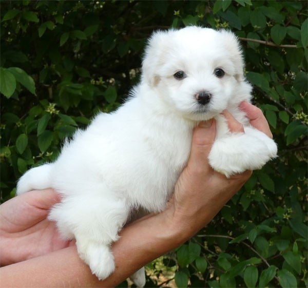 Coton de Tulear - de dame nature