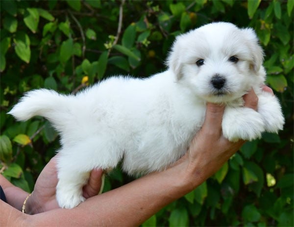 Coton de Tulear - de dame nature