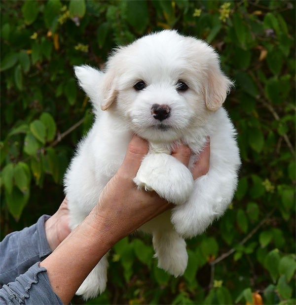 Coton de Tulear - de dame nature