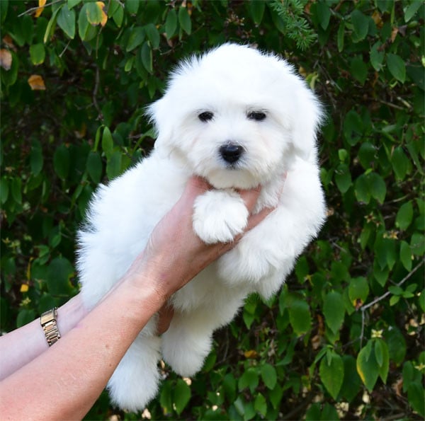 Coton de Tulear - de dame nature