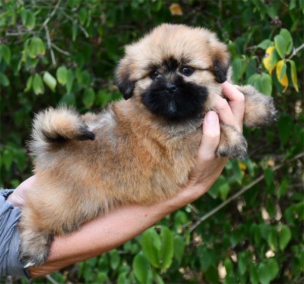Lhassa Apso - de dame nature
