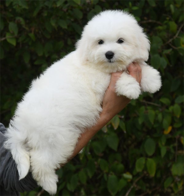 Coton de Tulear - de dame nature