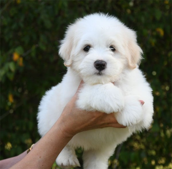 Coton de Tulear - de dame nature