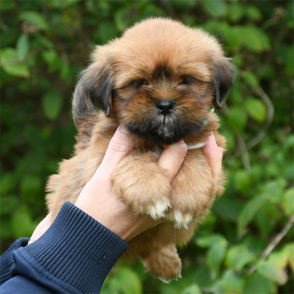 Lhassa Apso - de dame nature