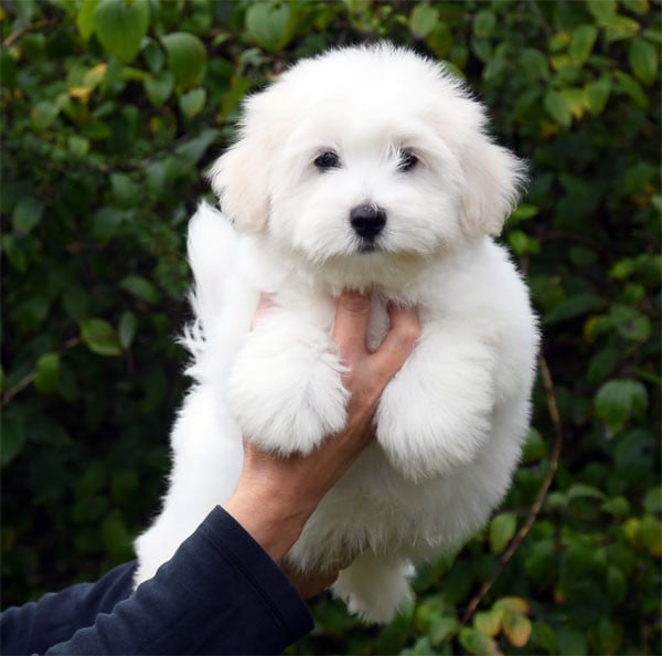 Coton de Tulear - de dame nature