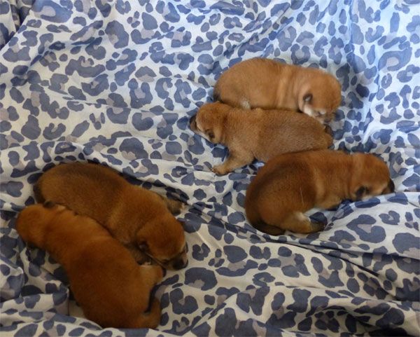 CHIOT - Shiba