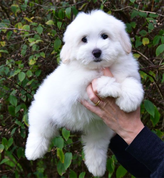 Coton de Tulear - de dame nature
