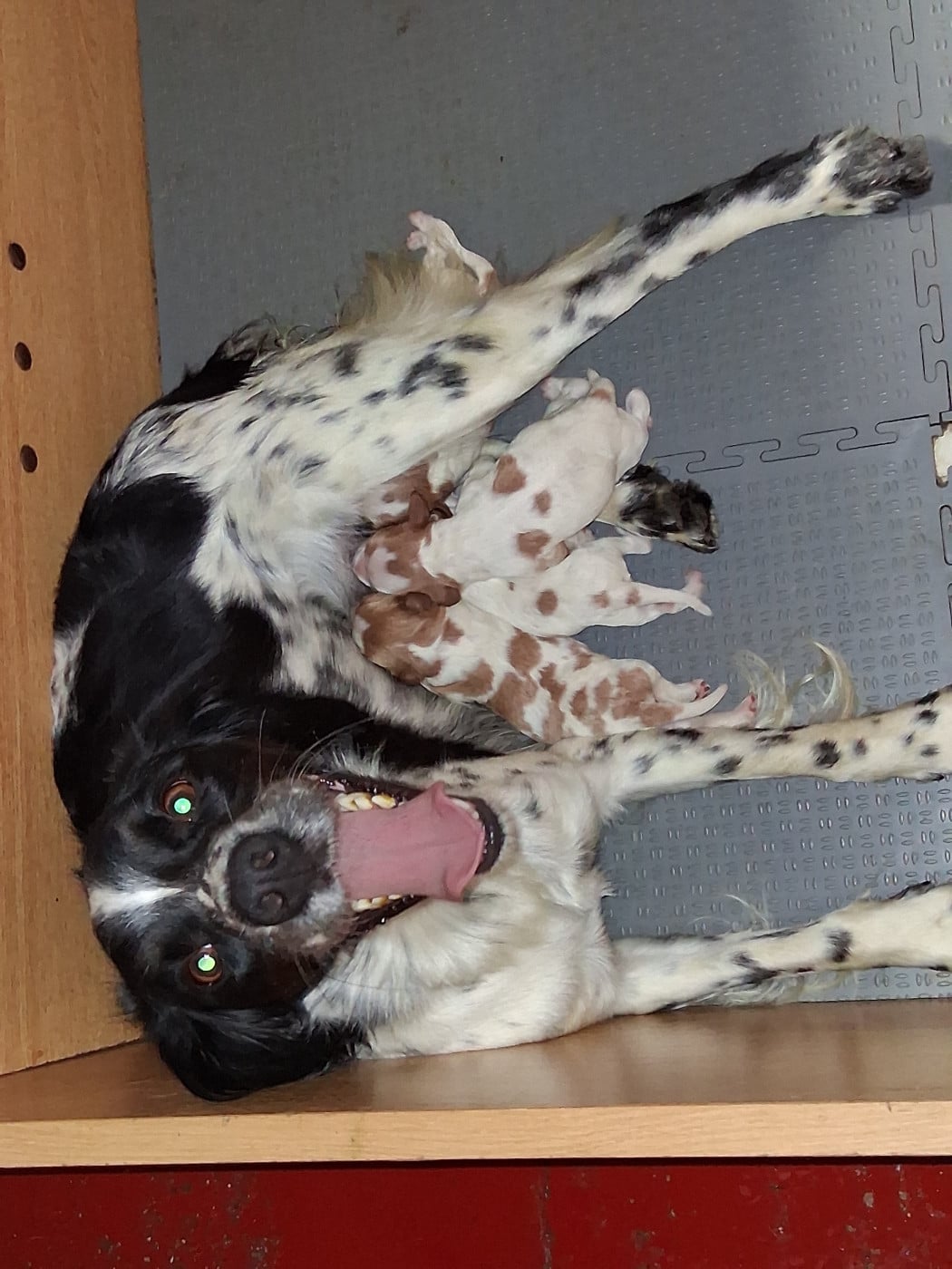 Chiot N°1 - Epagneul Breton