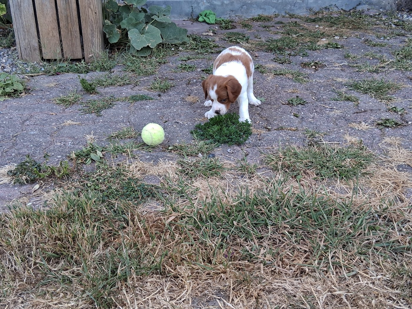 Chiot N°1 - Epagneul Breton