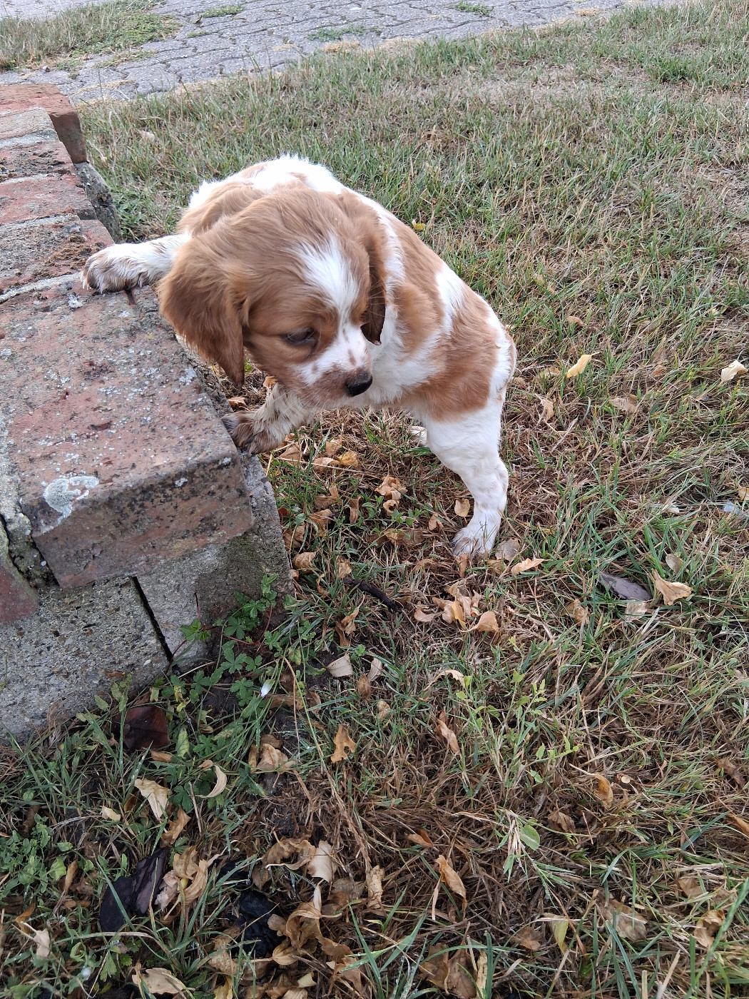 Chiot N°2 - Epagneul Breton