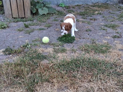 Les chiots de Epagneul Breton