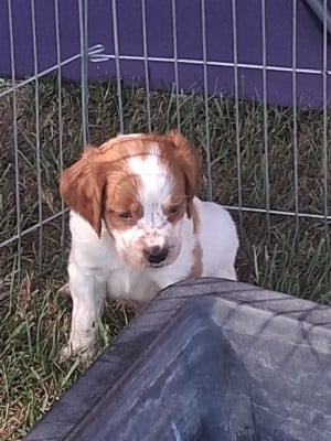 Les chiots de Epagneul Breton
