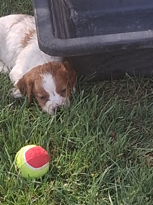 Les chiots de Epagneul Breton
