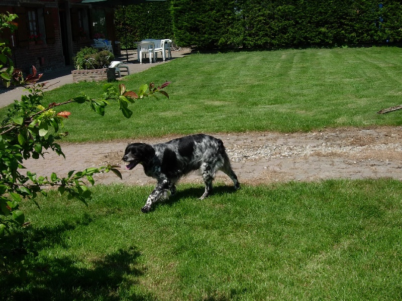 TR. CH. Oceane de la Baie des Gabions - 1er excellent classe champion meilleur de race