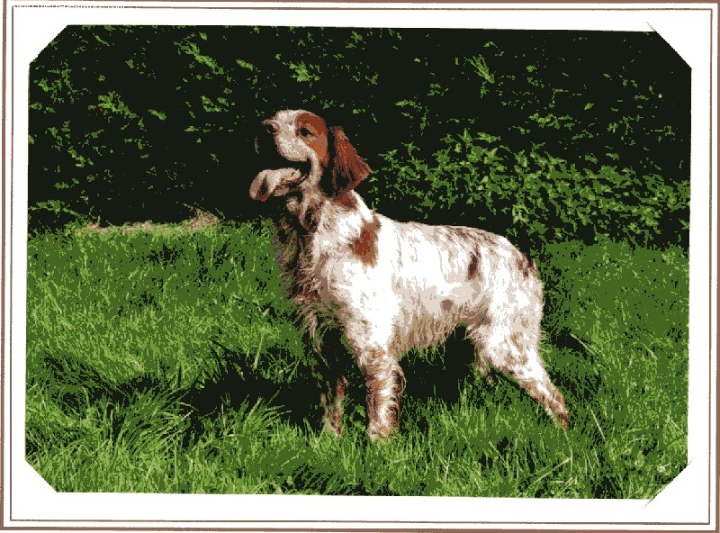 TR. CH. Jiva de la Baie des Gabions - 2e excellent en classe champion