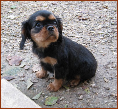 Publication : du Broi Kan Auteur : Francine Castagnet